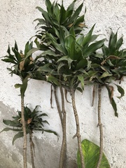 Dracaena fragrans compacta