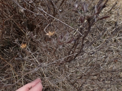 Dasiphora fruticosa