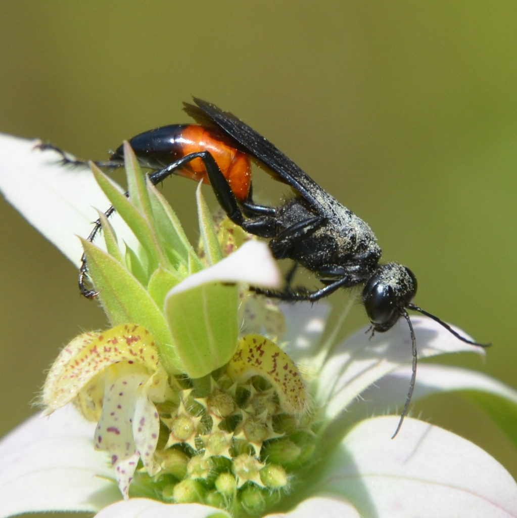 Sphecinae