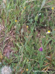 Scorzonera laciniata