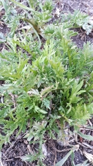 Matricaria discoidea