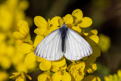 Pieris napi