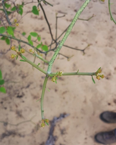 Euphorbia boinensis image