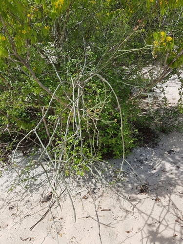 Euphorbia boinensis image