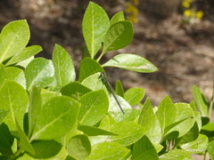 Paracercion calamorum