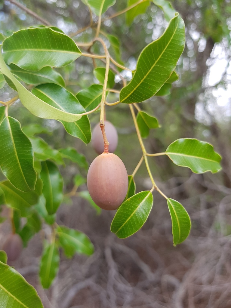 Abrahamia deflexa