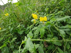 Commelineae