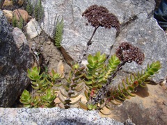 Crassula undulata