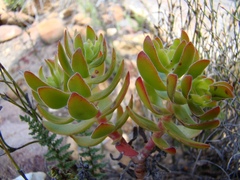 Crassula undulata