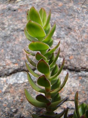 Crassula undulata