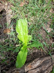 Magnoliopsida