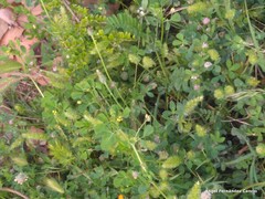 Trifolium cernuum