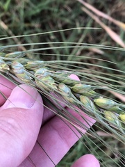 Triticum aestivum