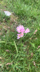 Allium roseum