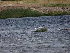 Ichthyaetus relictus