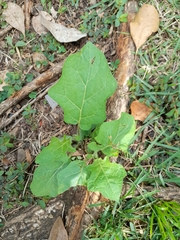 Magnoliopsida