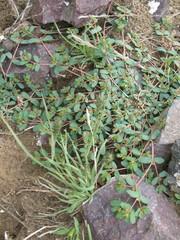 Euphorbia humifusa