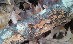 Stereum sanguinolentum