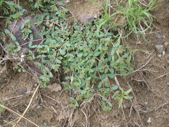 Euphorbia humifusa