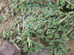 Euphorbia humifusa