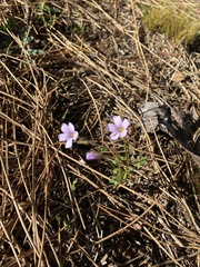Oxalis dentata