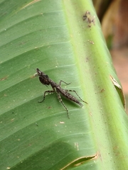 Tarachodinae