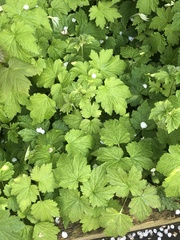 Geranium × oxonianum