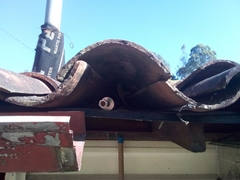 Myiarchus cephalotes