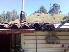 Myiarchus cephalotes