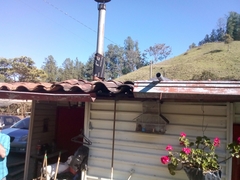 Myiarchus cephalotes