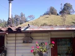 Myiarchus cephalotes