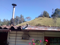 Myiarchus cephalotes