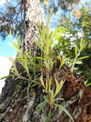 Tracheophyta