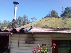 Myiarchus cephalotes