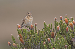 Anthus bogotensis
