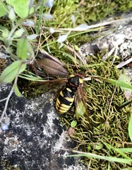 Cimbex quadrimaculatus