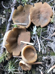 Gyromitra