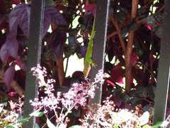 Anolis carolinensis