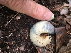 Dynastes tityus