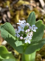 Plectritis congesta brachystemon