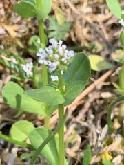 Plectritis congesta brachystemon
