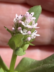 Plectritis congesta brachystemon