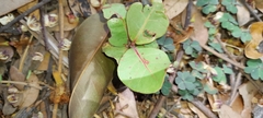 Magnoliopsida
