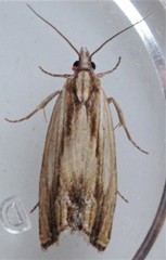 Eucosma radiatana
