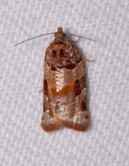 Argyrotaenia kimballi