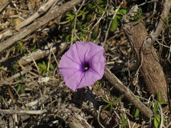Ipomoea cairica cairica