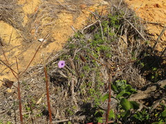 Ipomoea cairica cairica