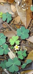 Oxalis