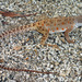 Cope's Leopard Lizard - Photo (c) 2004 Chris Brown, USGS, some rights reserved (CC BY-NC)