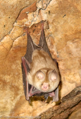 Hipposideros caffer
